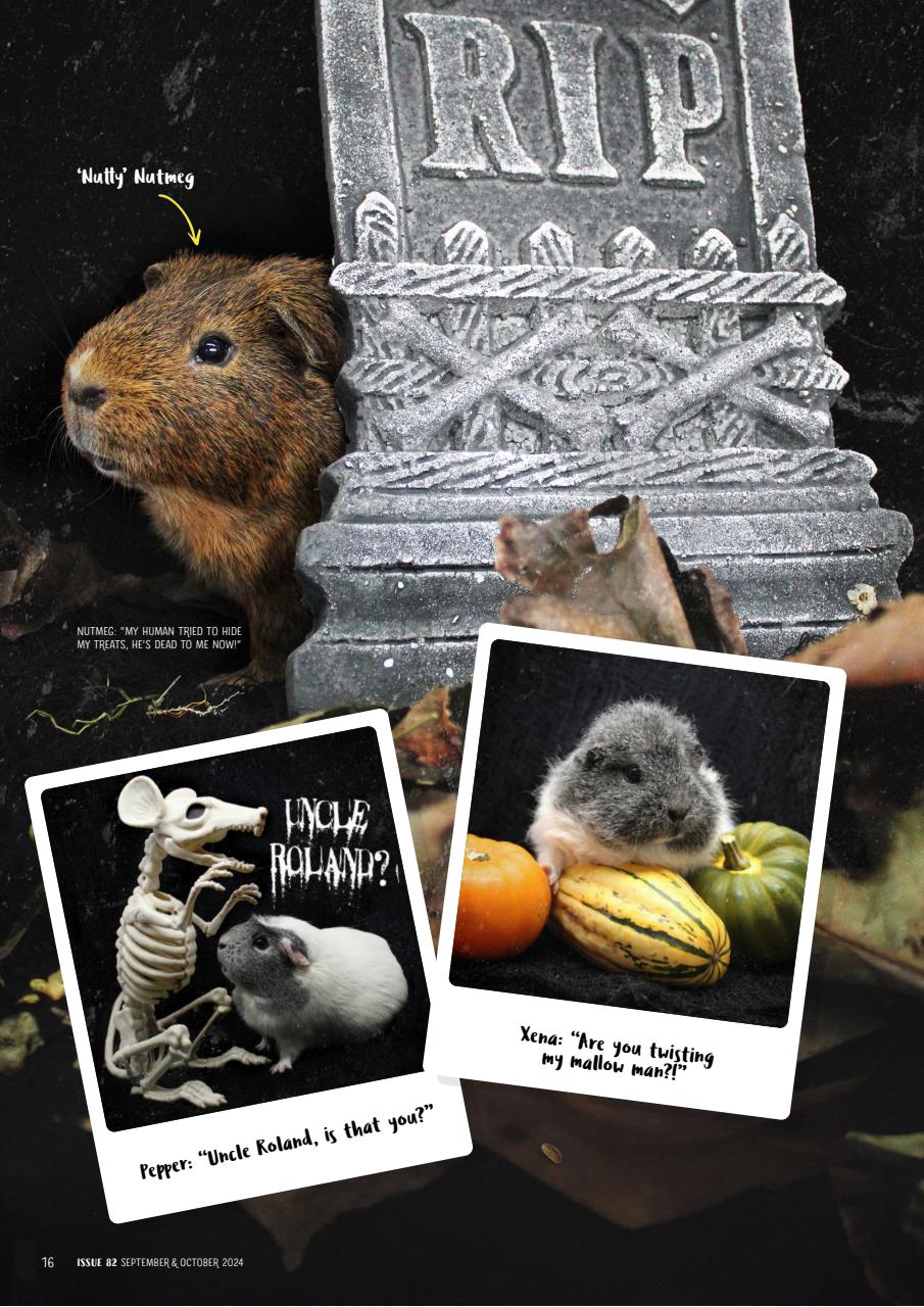 Guinea Pig Magazine Preview Pages