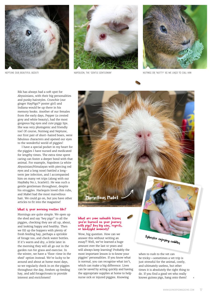 Guinea Pig Magazine Preview Pages