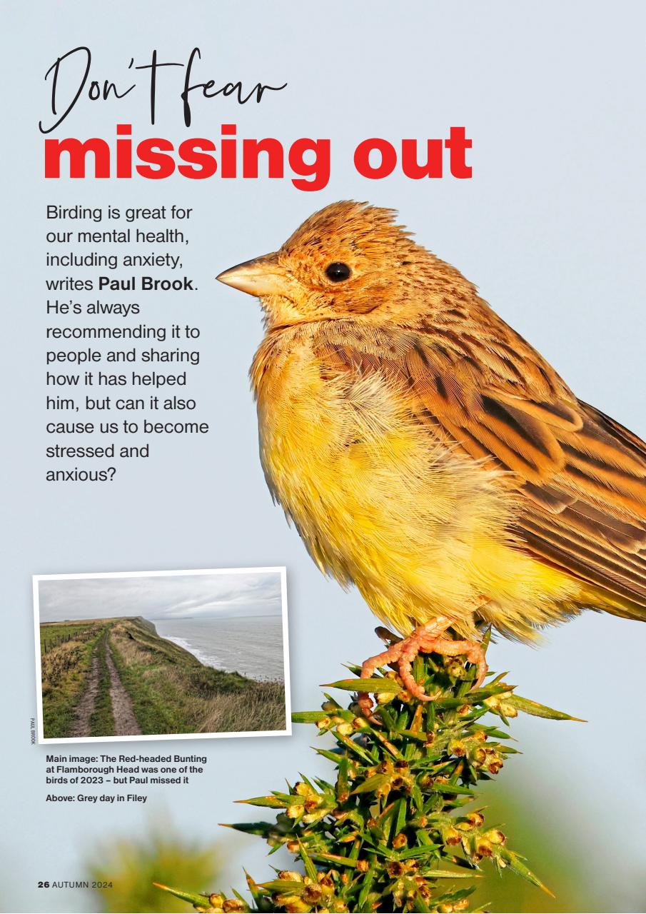 Bird Watching Preview Pages