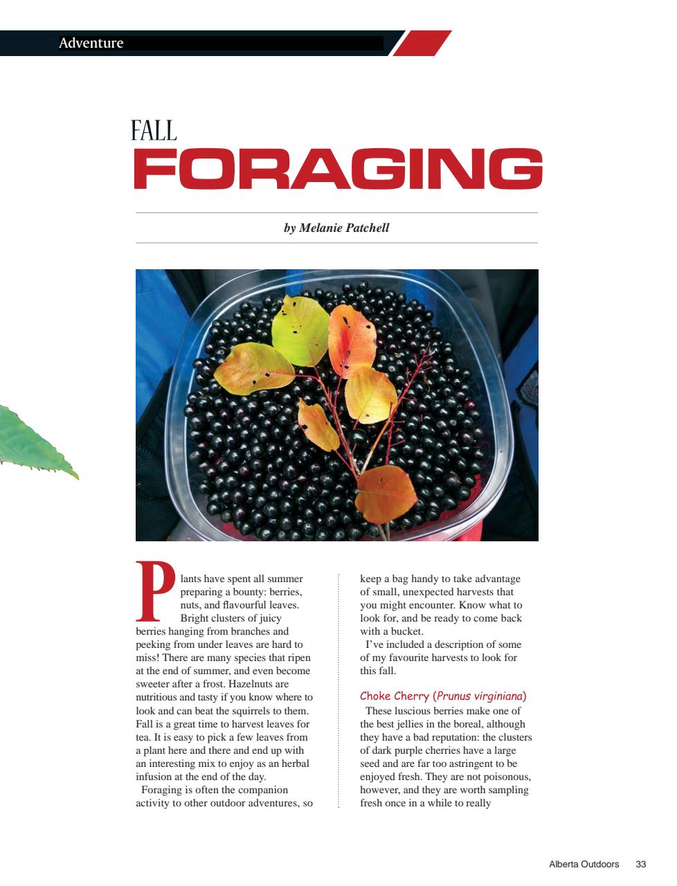 Alberta Outdoors Preview Pages