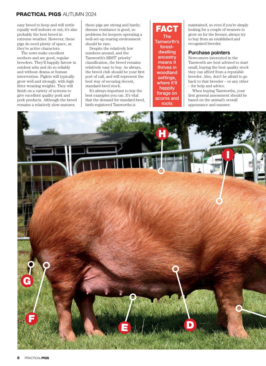 Practical Pigs Preview Pages