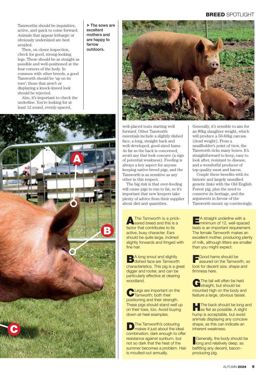 Practical Pigs Preview Pages