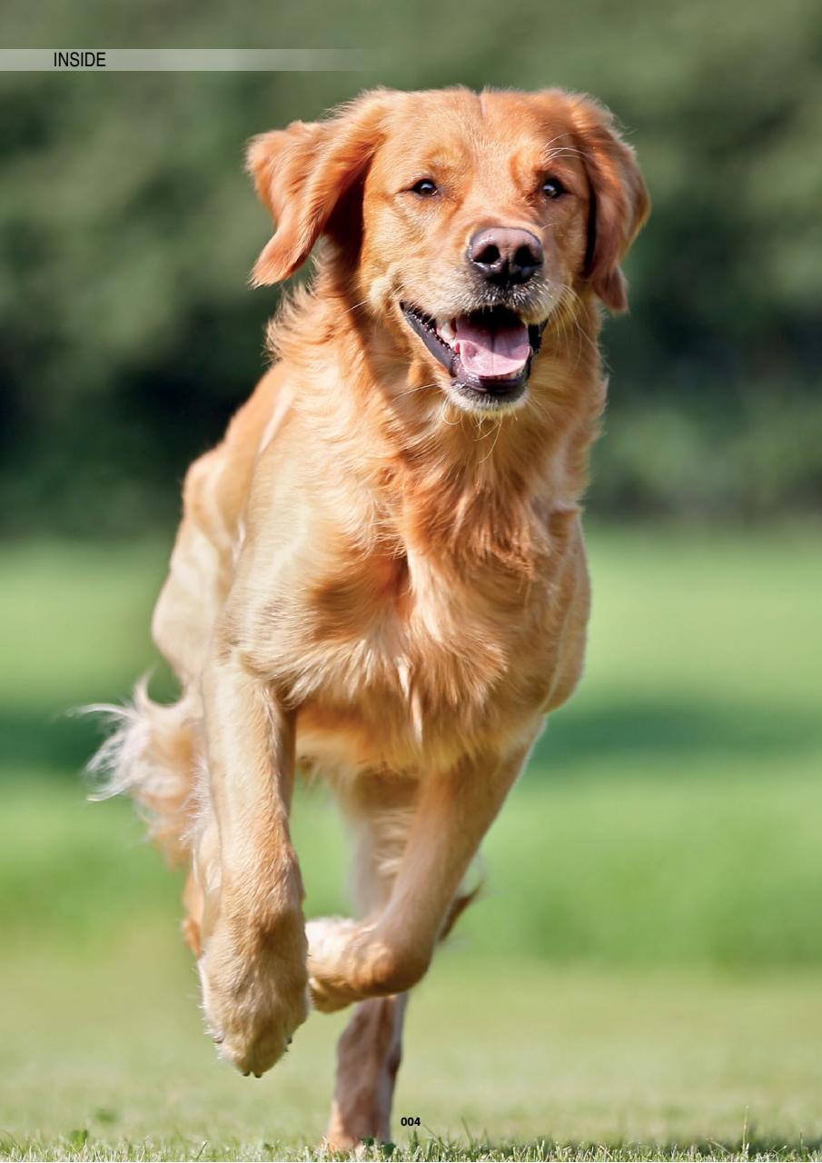 Edition Dog Preview Pages