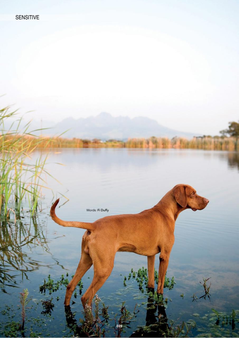 Edition Dog Preview Pages