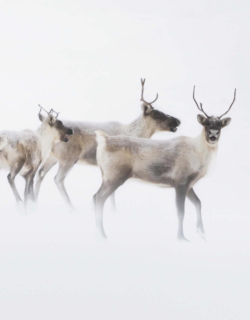 Canadian Geographic Preview Pages