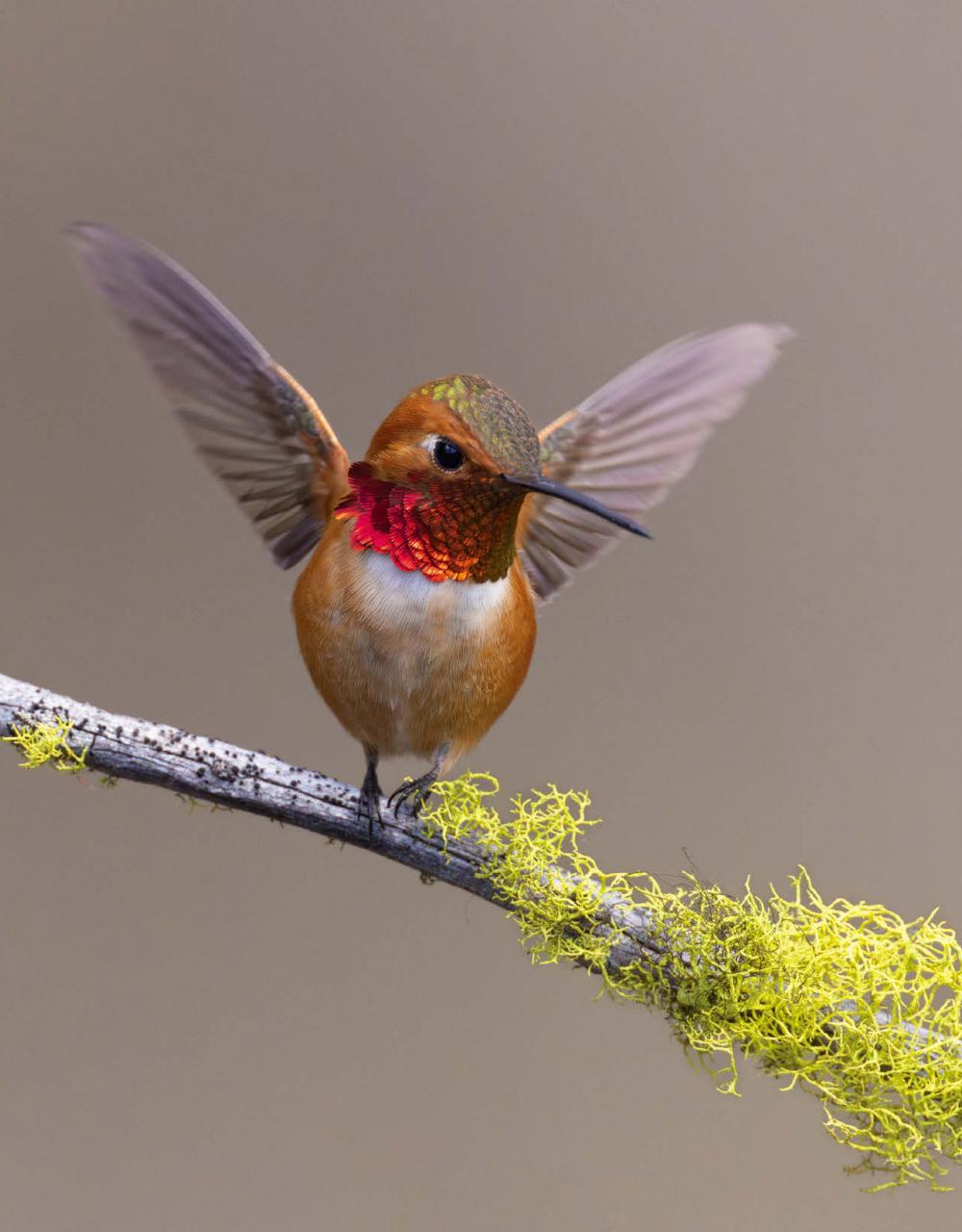 Canadian Geographic Preview Pages