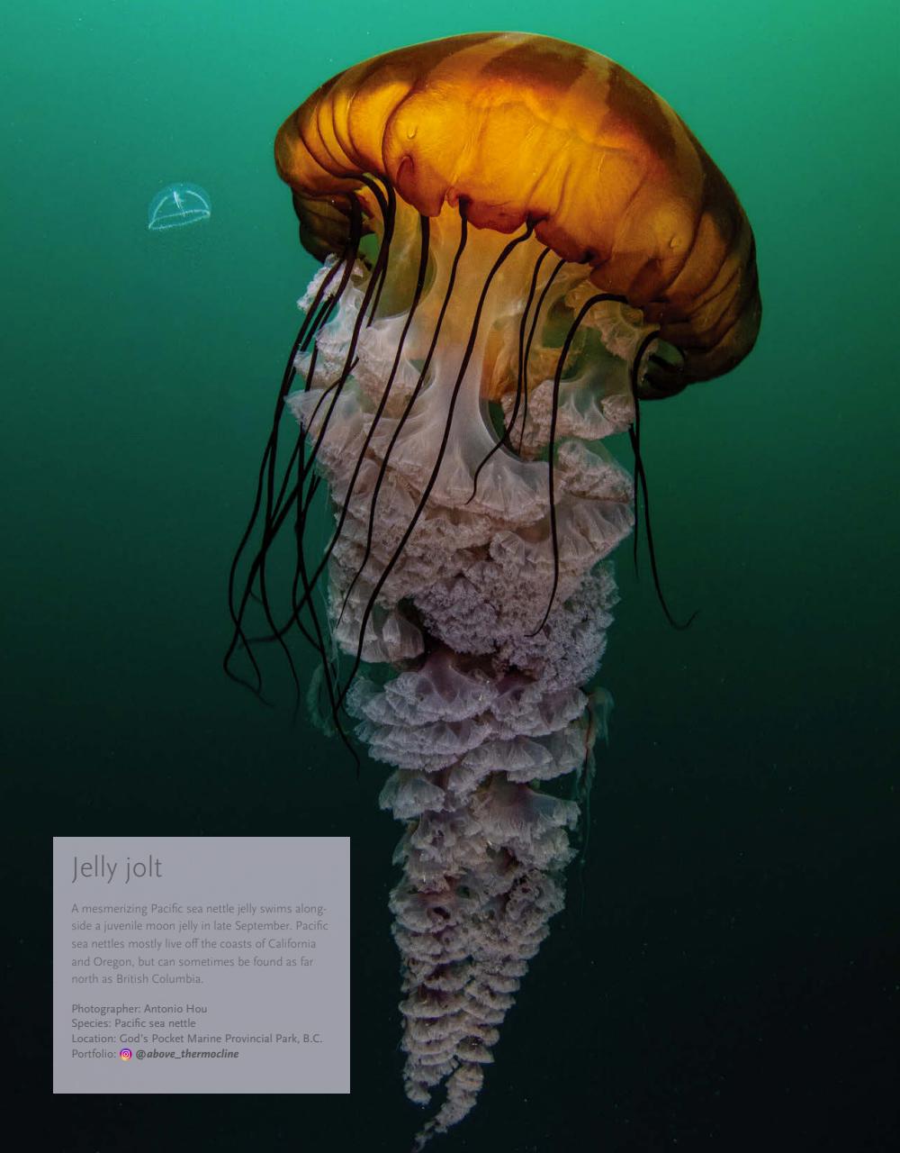 Canadian Geographic Preview Pages