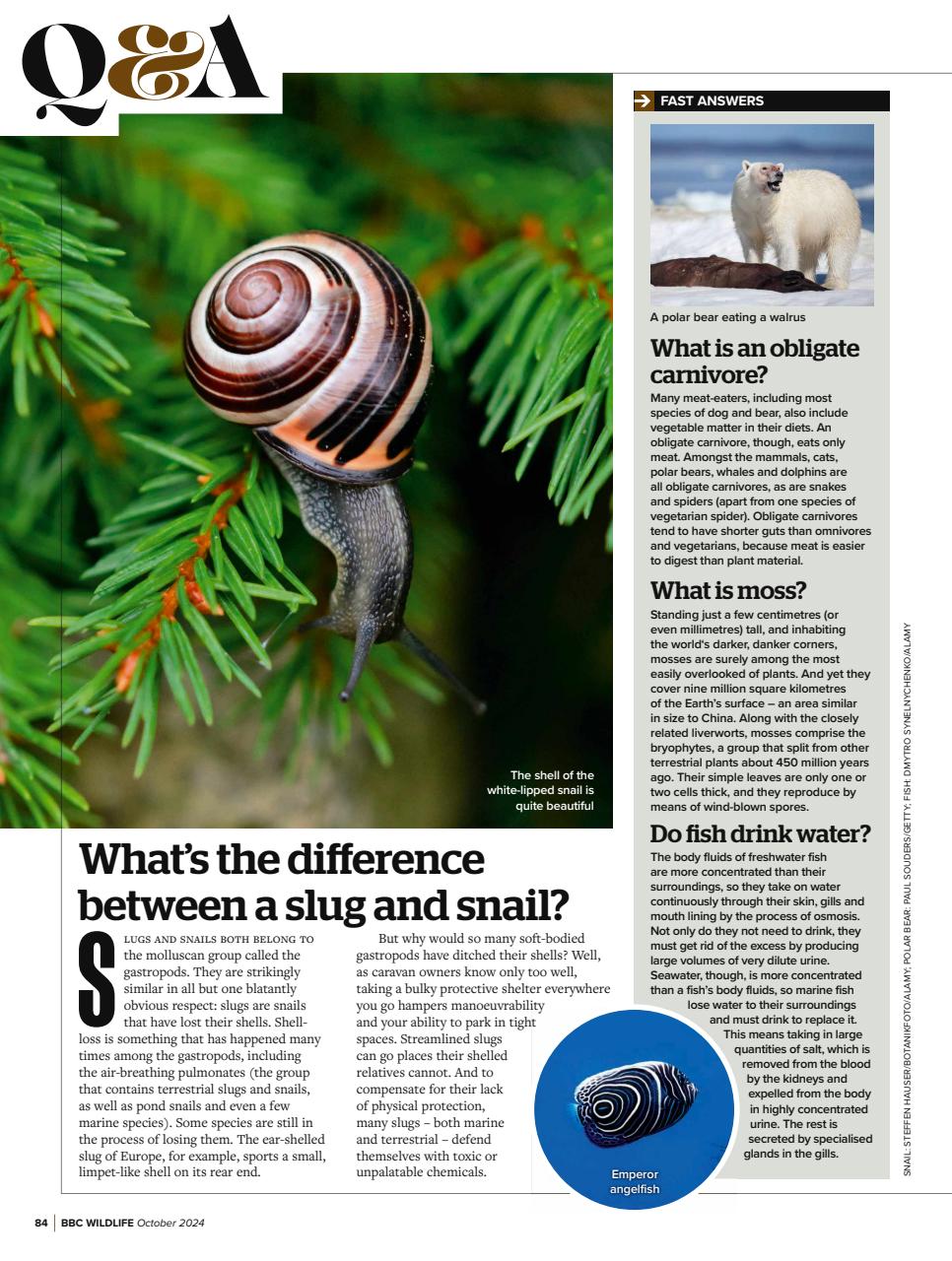 BBC Wildlife Magazine Preview Pages