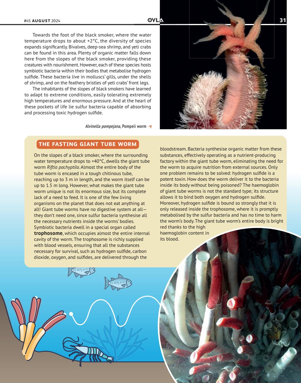 OYLA Magazine Preview Pages