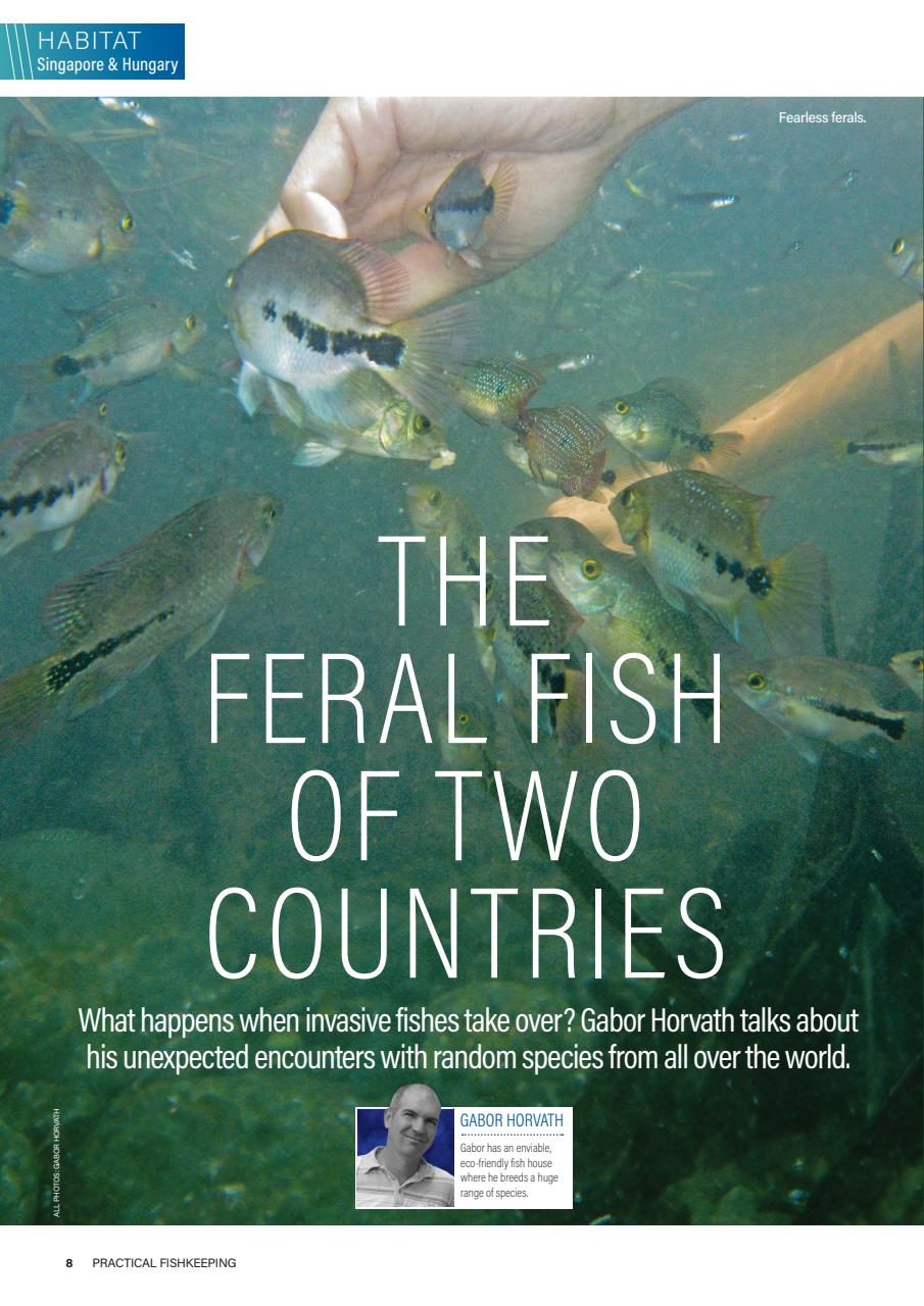 Practical Fishkeeping Preview Pages