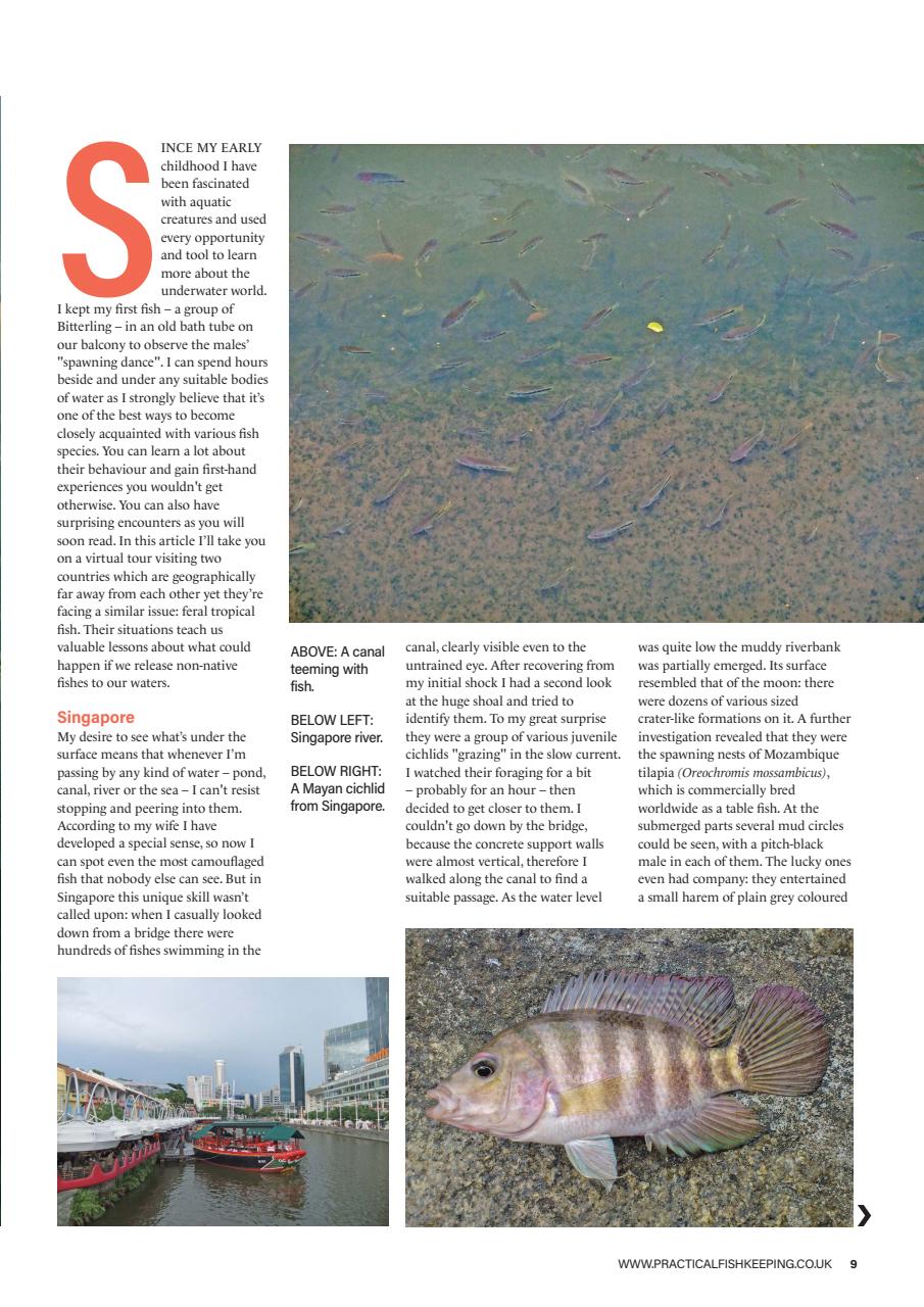 Practical Fishkeeping Preview Pages