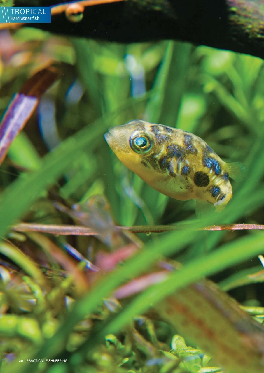 Practical Fishkeeping Preview Pages