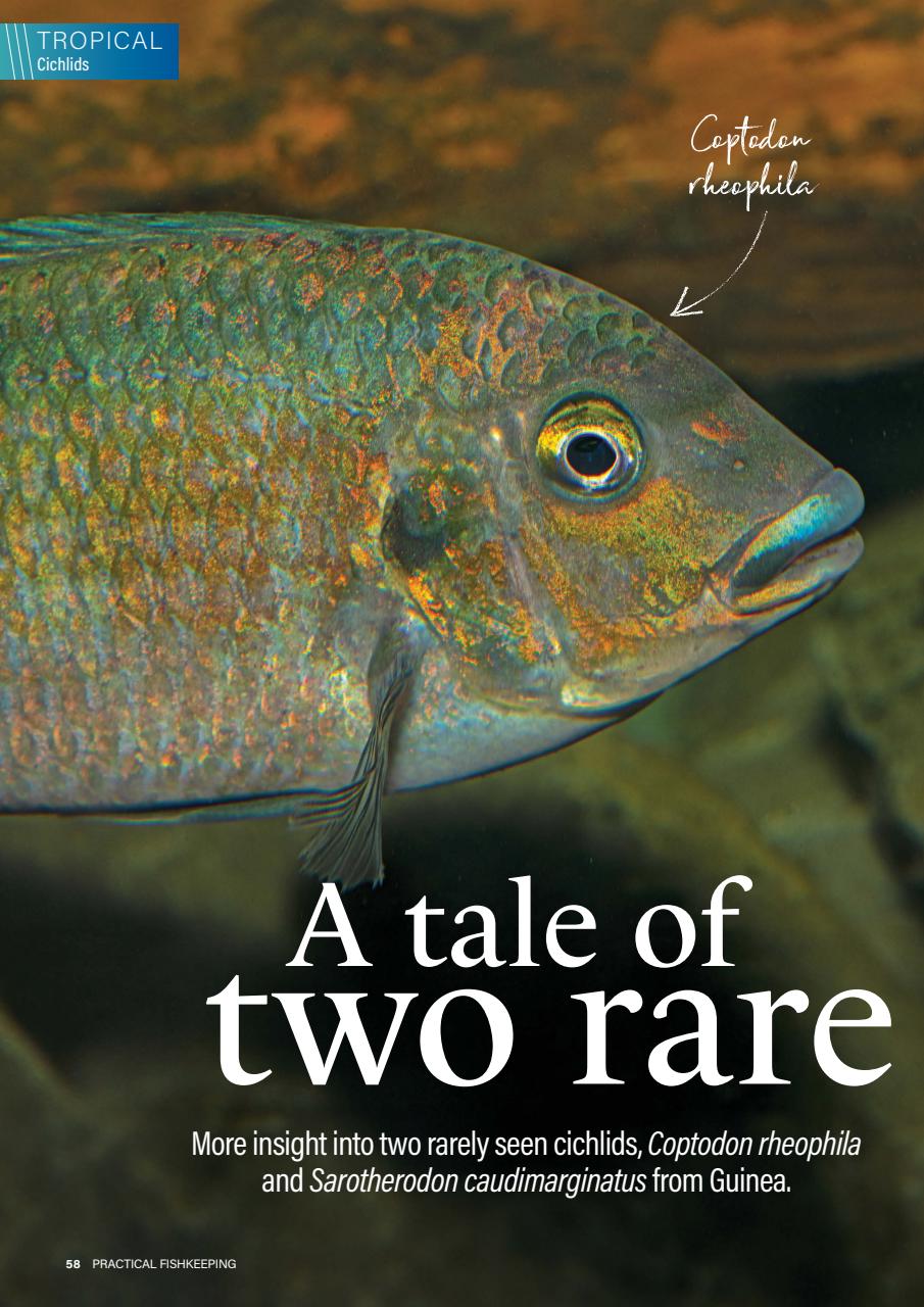 Practical Fishkeeping Preview Pages