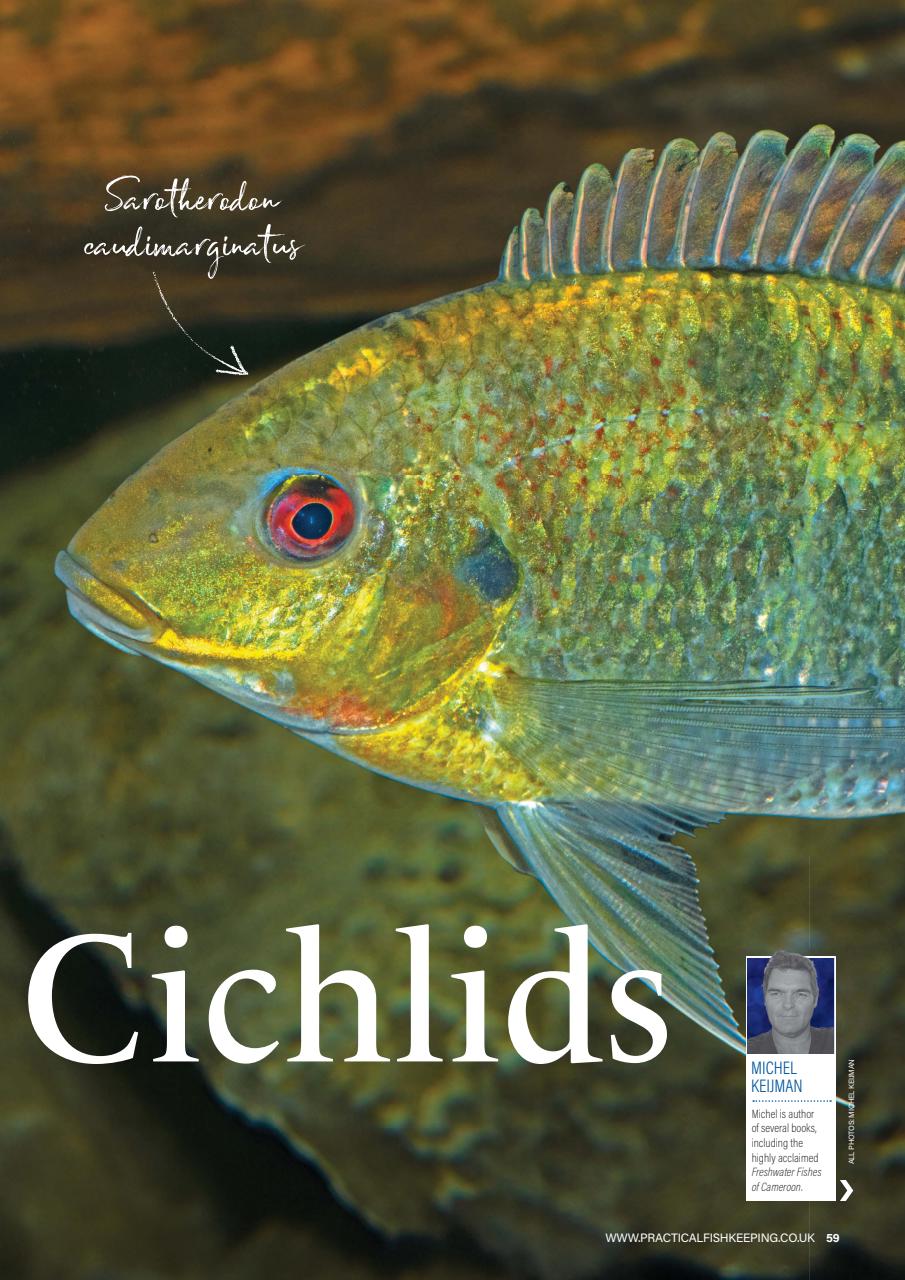 Practical Fishkeeping Preview Pages