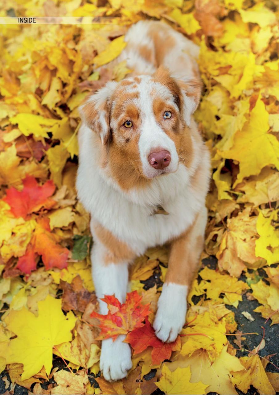 Edition Dog Preview Pages