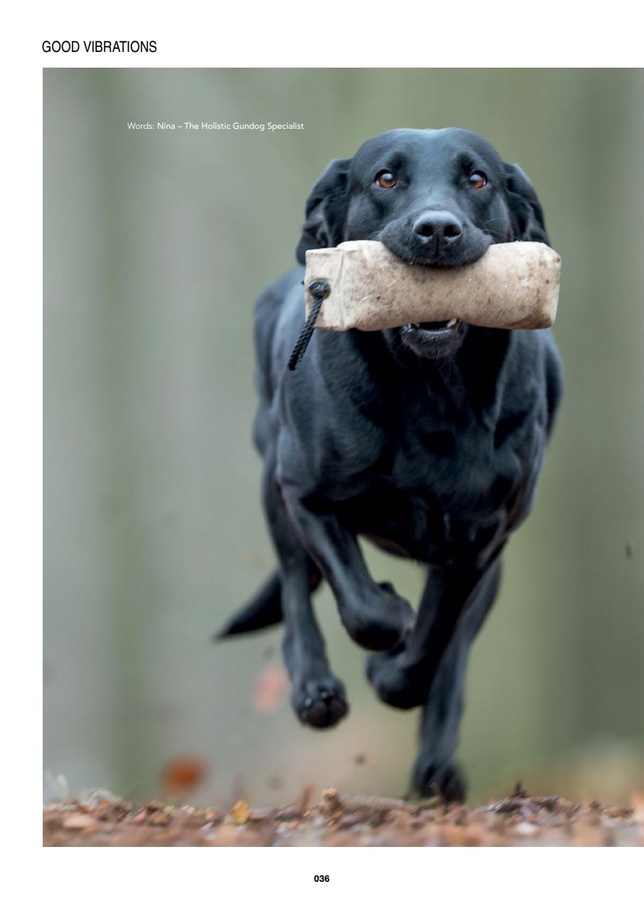 Edition Dog Preview Pages