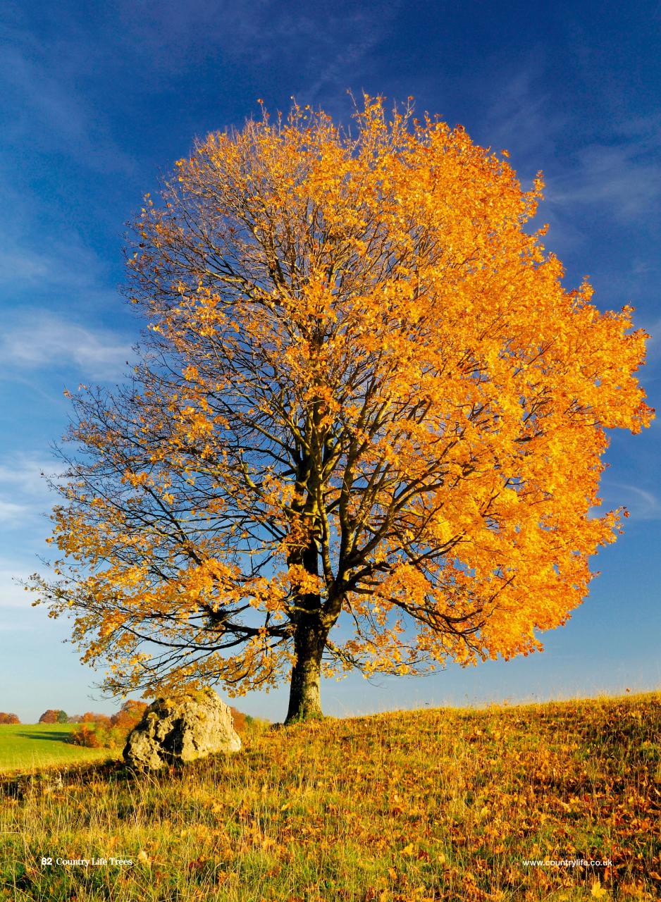 Country Life Bookazine Preview Pages