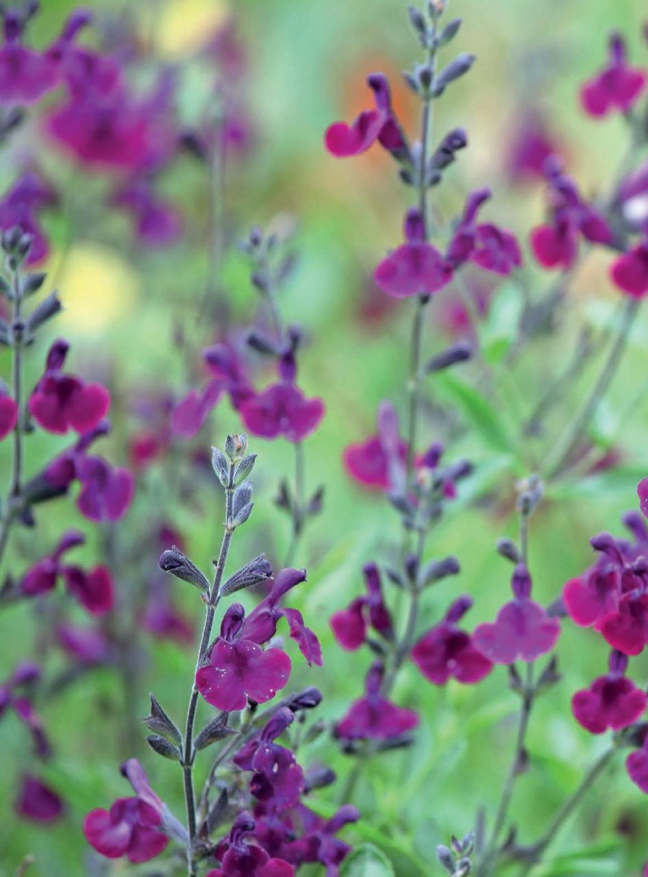 Amateur Gardening Preview Pages