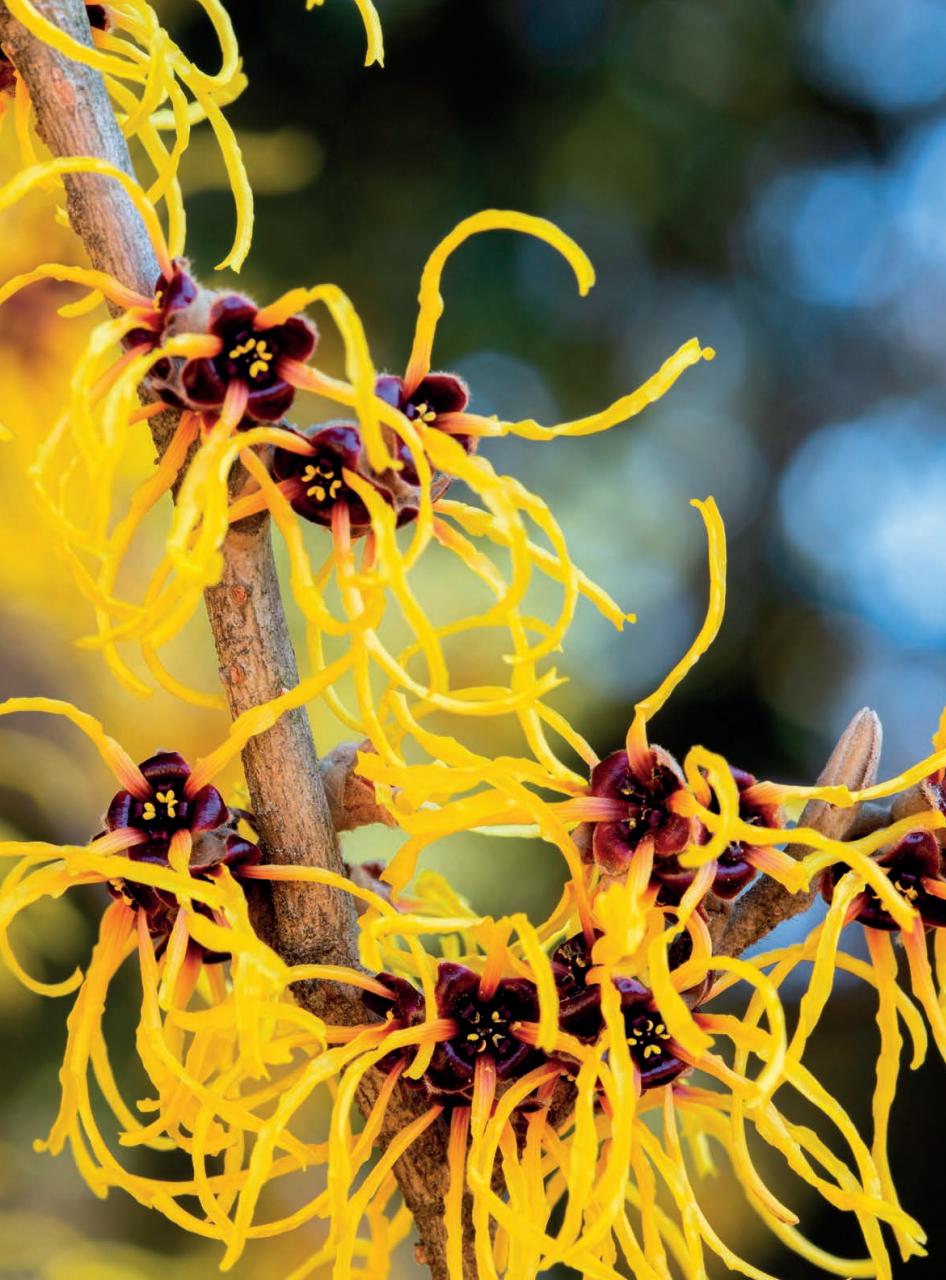 Amateur Gardening Preview Pages