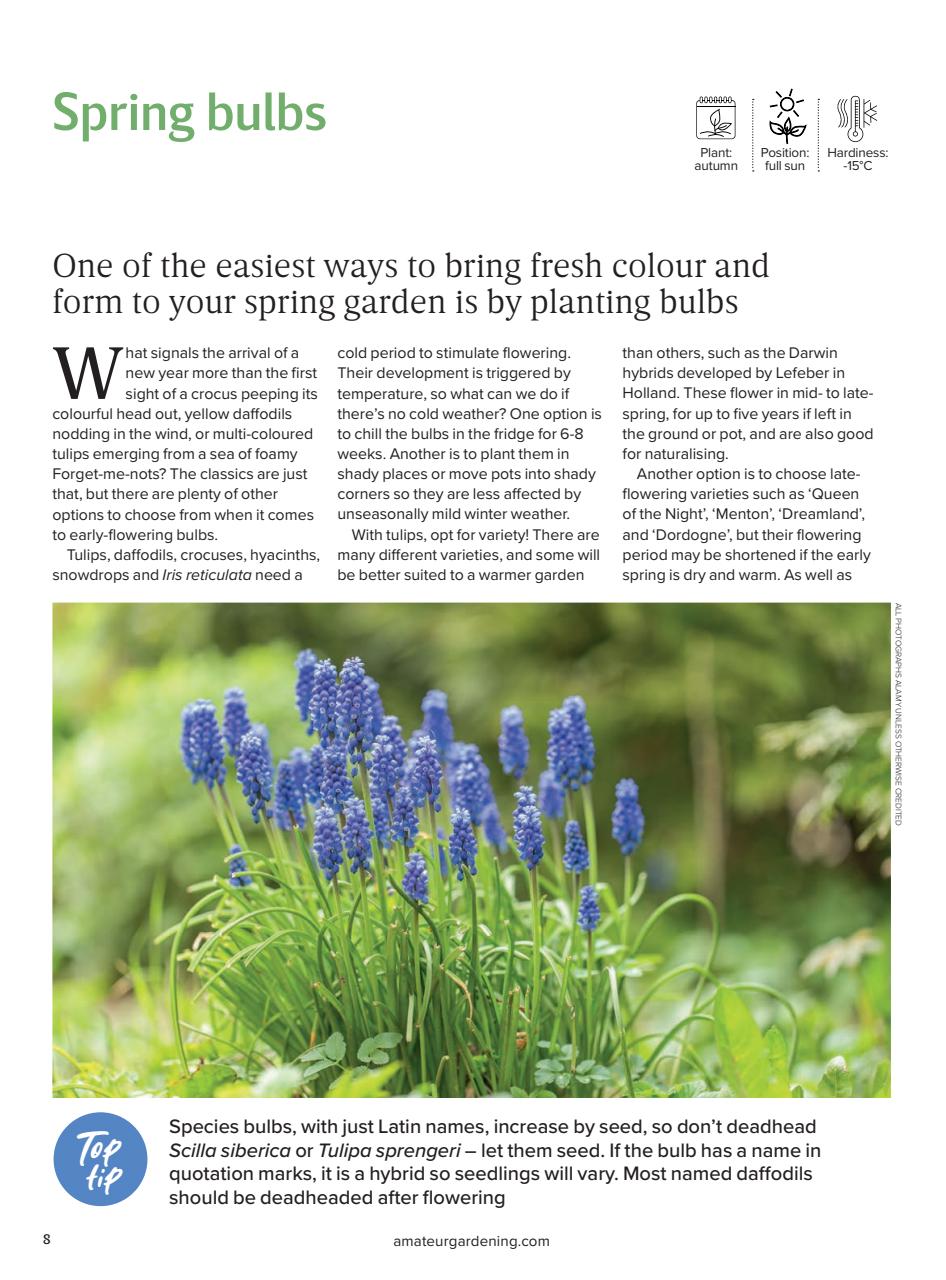 Amateur Gardening Preview Pages