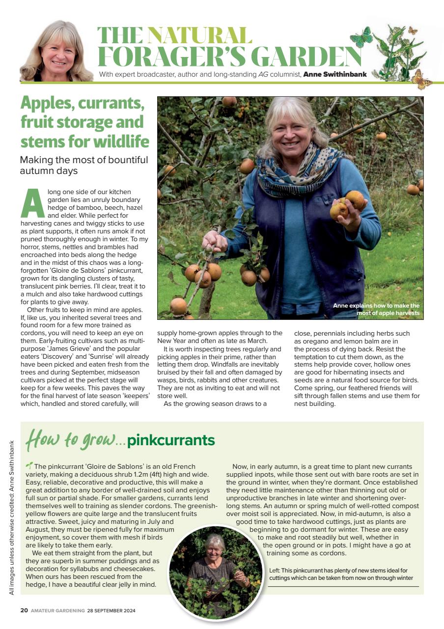 Amateur Gardening Preview Pages