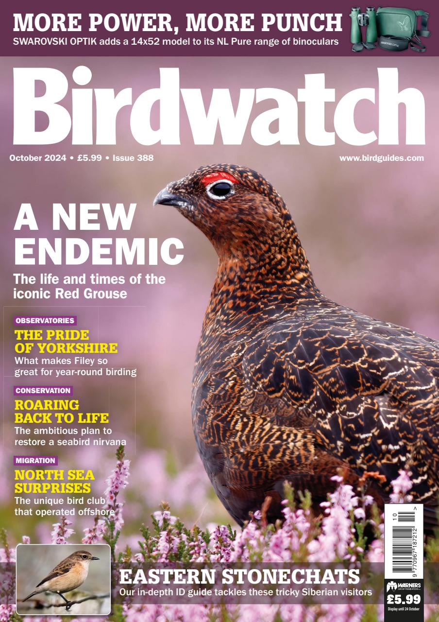 Birdwatch Magazine Preview Pages
