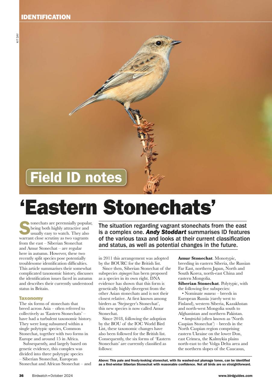 Birdwatch Magazine Preview Pages