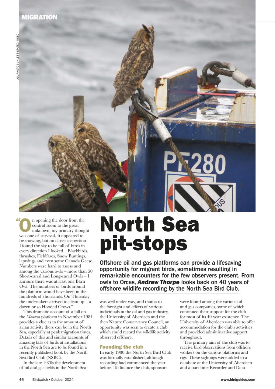 Birdwatch Magazine Preview Pages