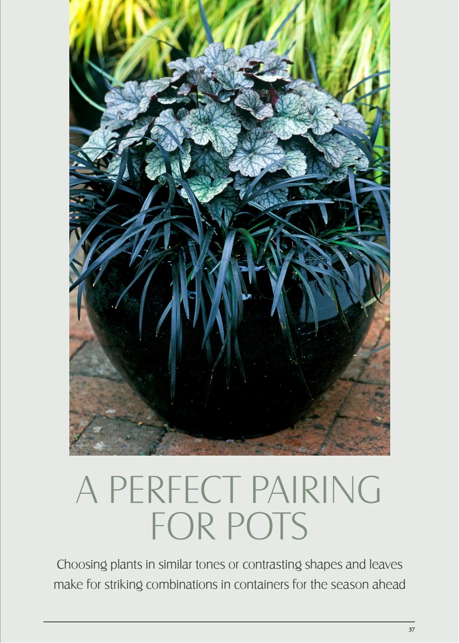 LandScape Preview Pages