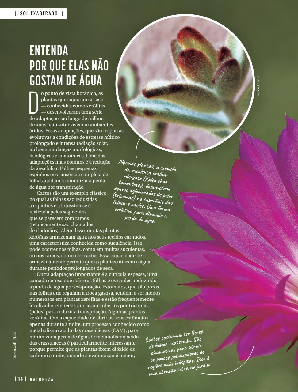 Natureza Preview Pages