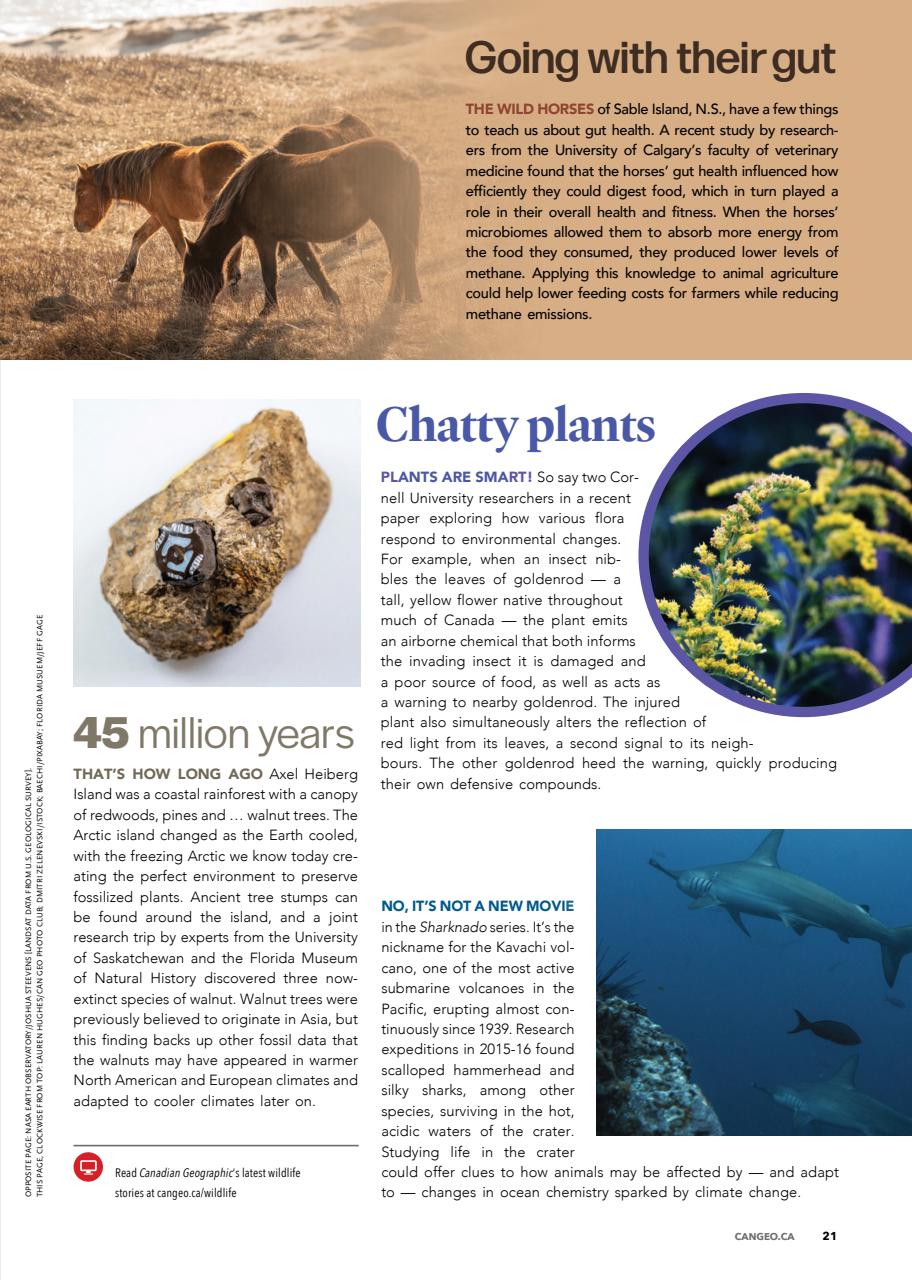 Canadian Geographic Preview Pages