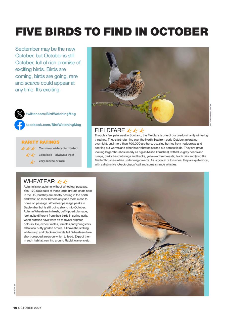 Bird Watching Preview Pages