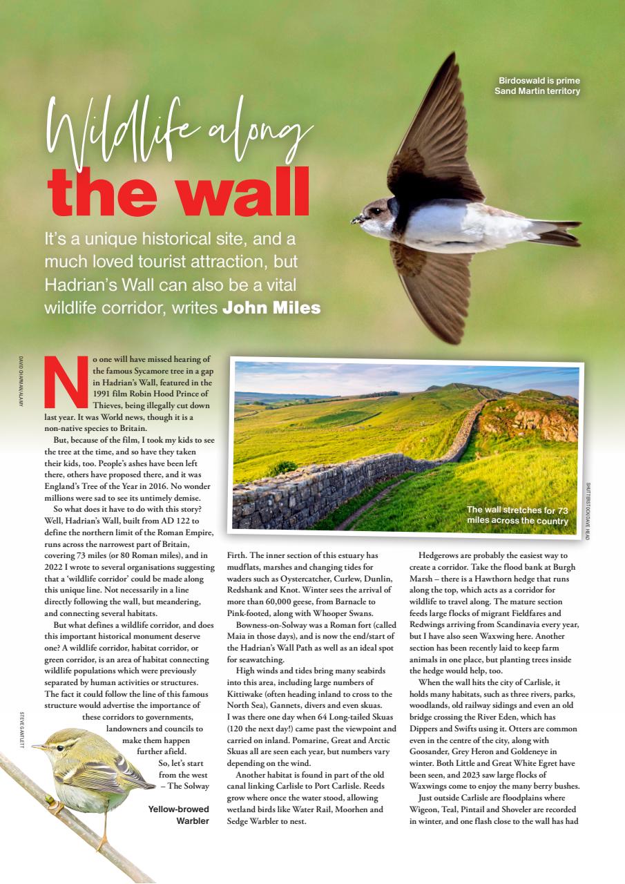 Bird Watching Preview Pages