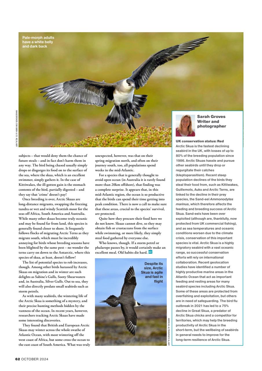 Bird Watching Preview Pages