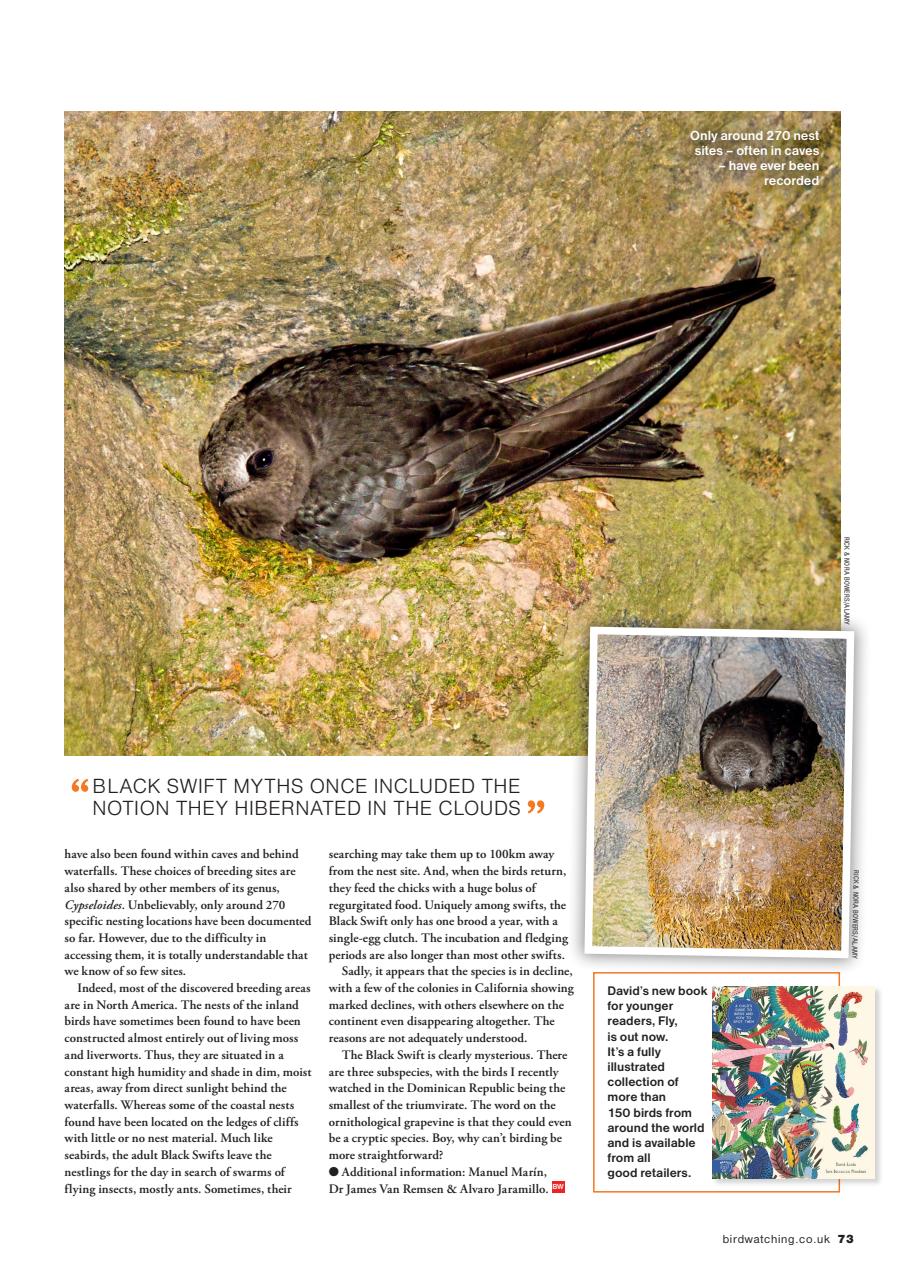 Bird Watching Preview Pages