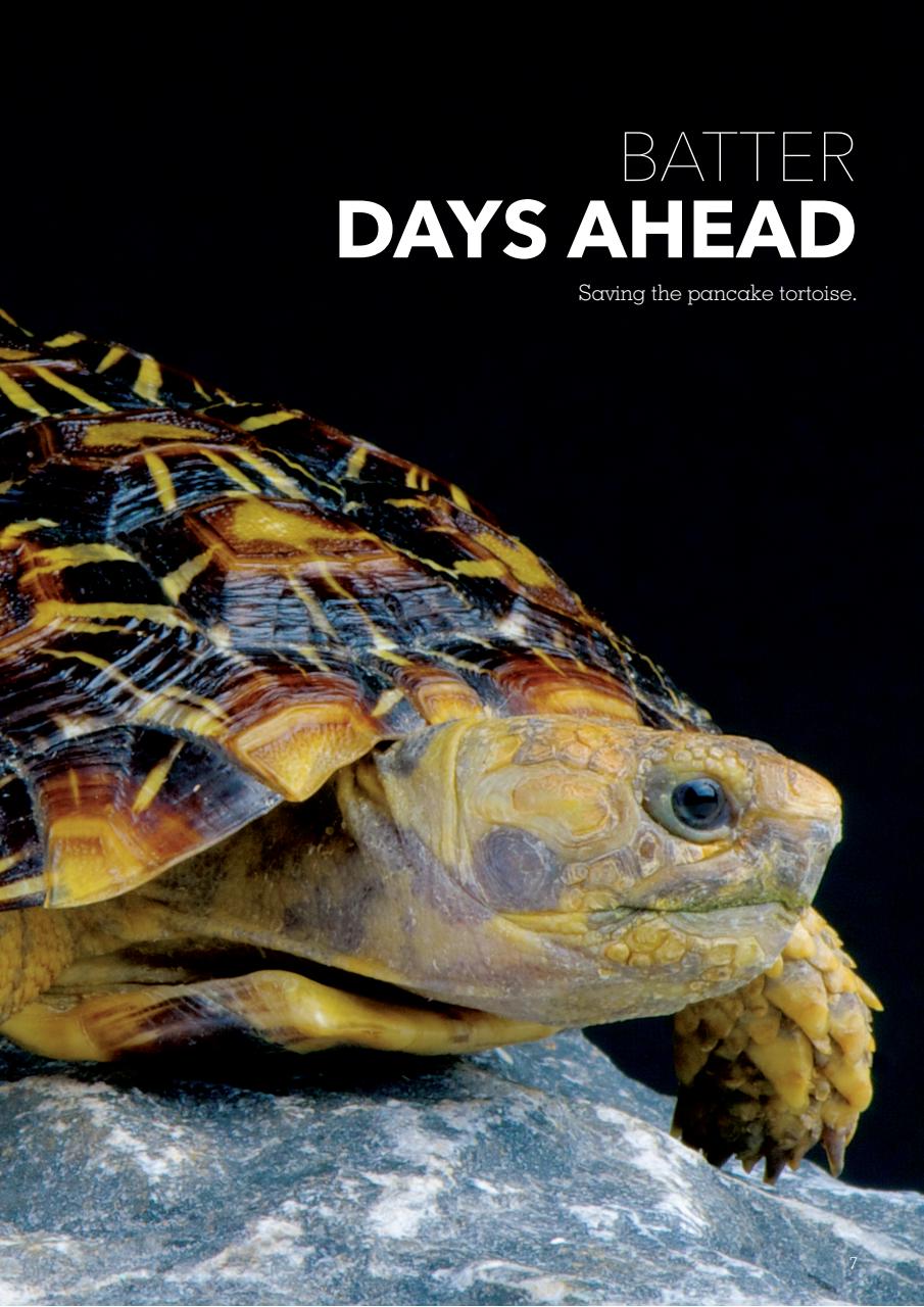 Exotics Keeper Preview Pages