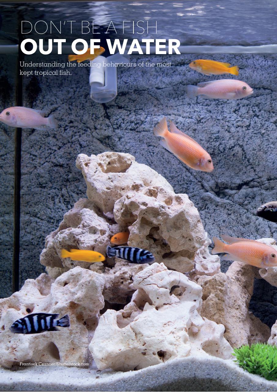 Exotics Keeper Preview Pages