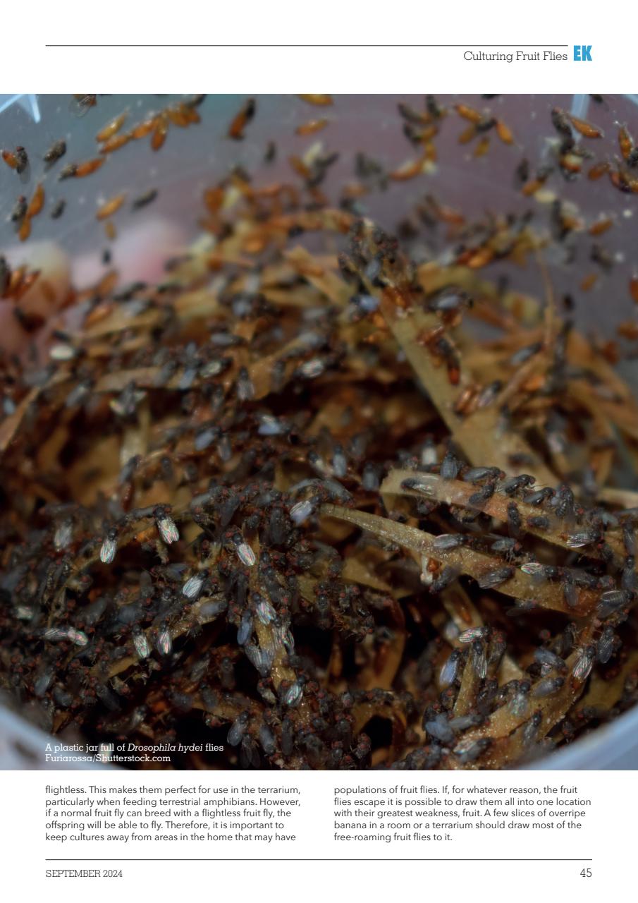 Exotics Keeper Preview Pages