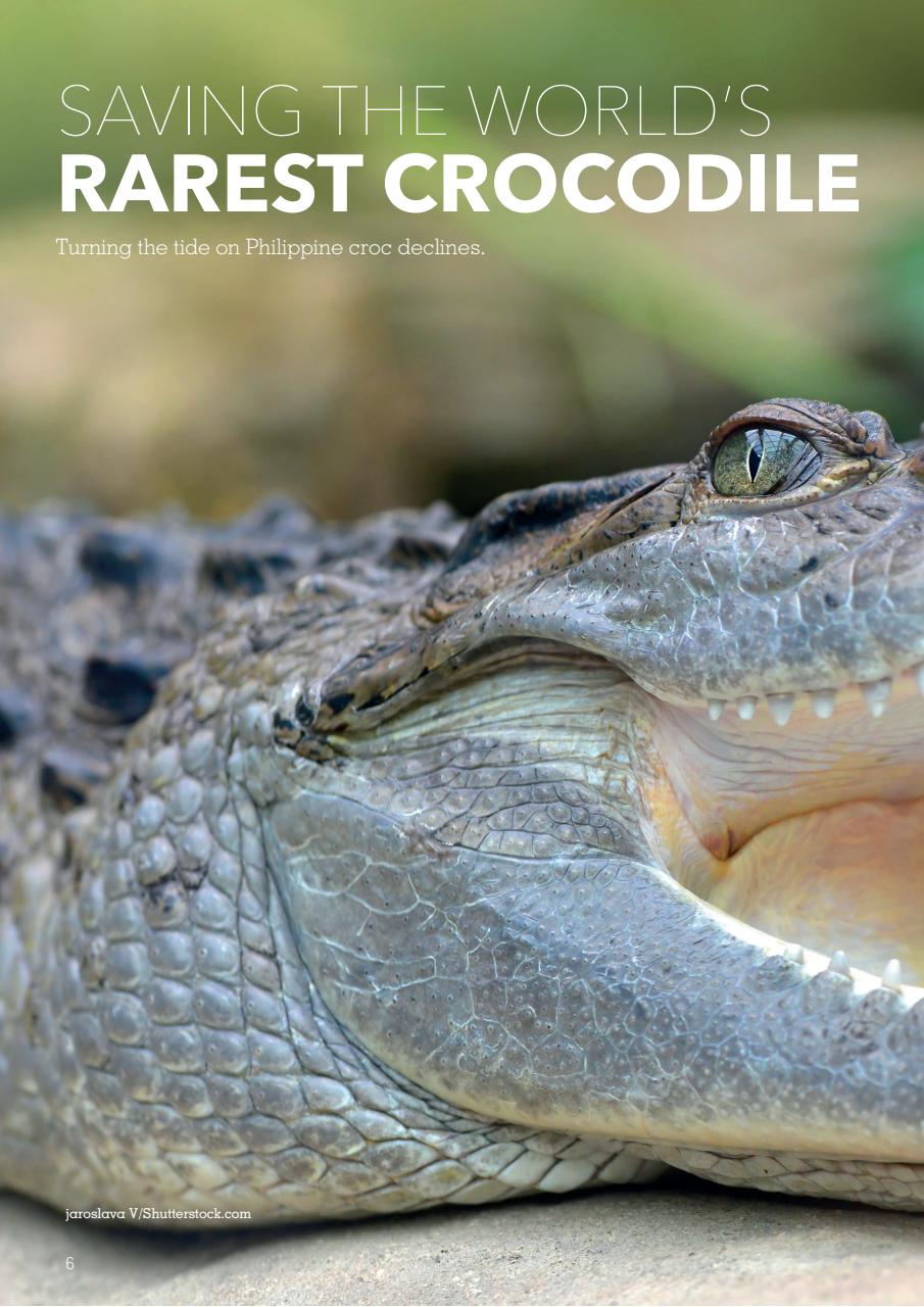 Exotics Keeper Preview Pages