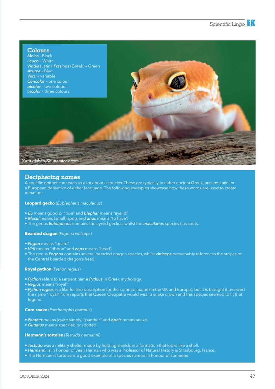 Exotics Keeper Preview Pages