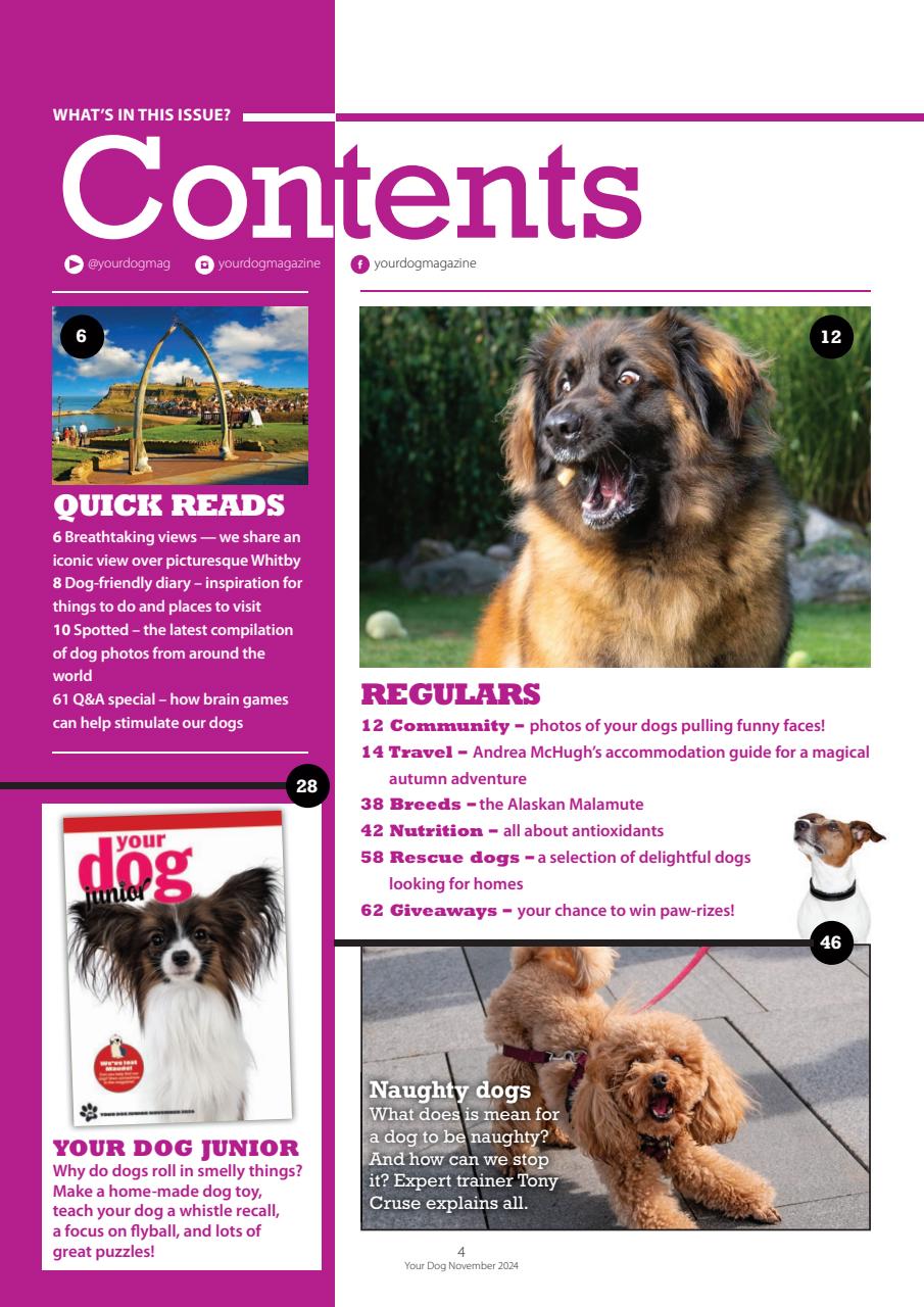Your Dog Preview Pages