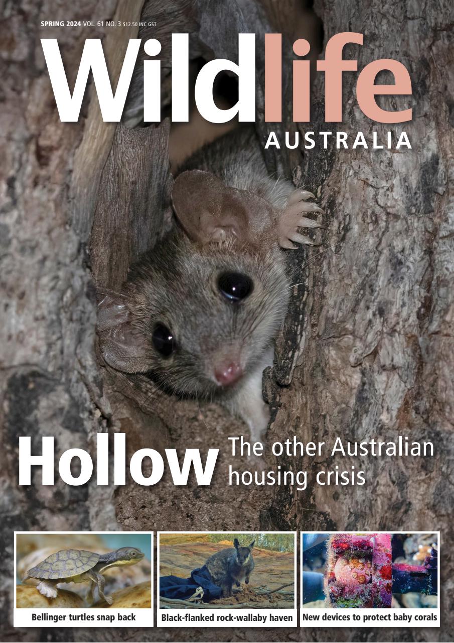 Wildlife Australia Preview Pages