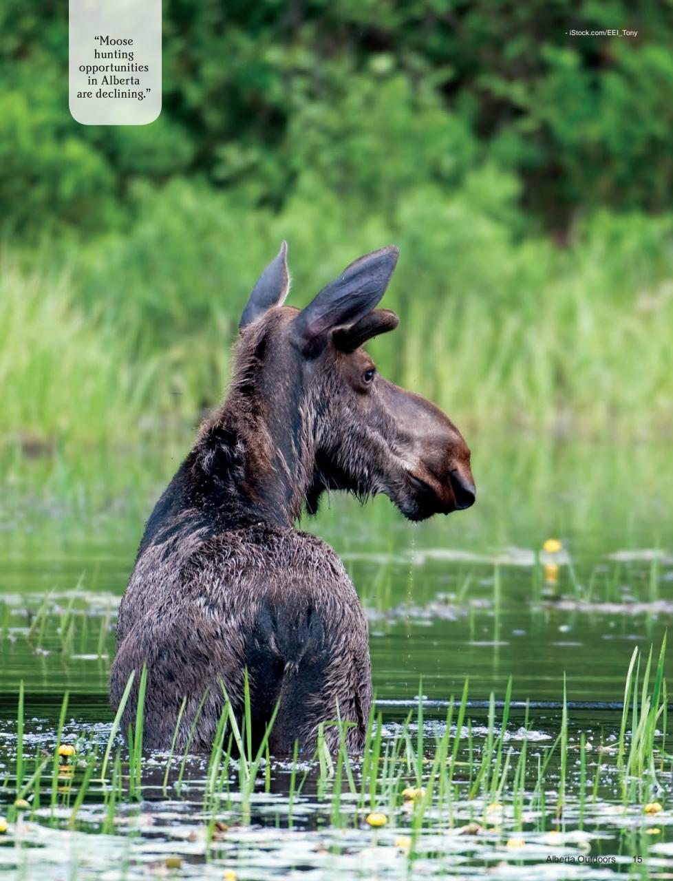 Alberta Outdoors Preview Pages