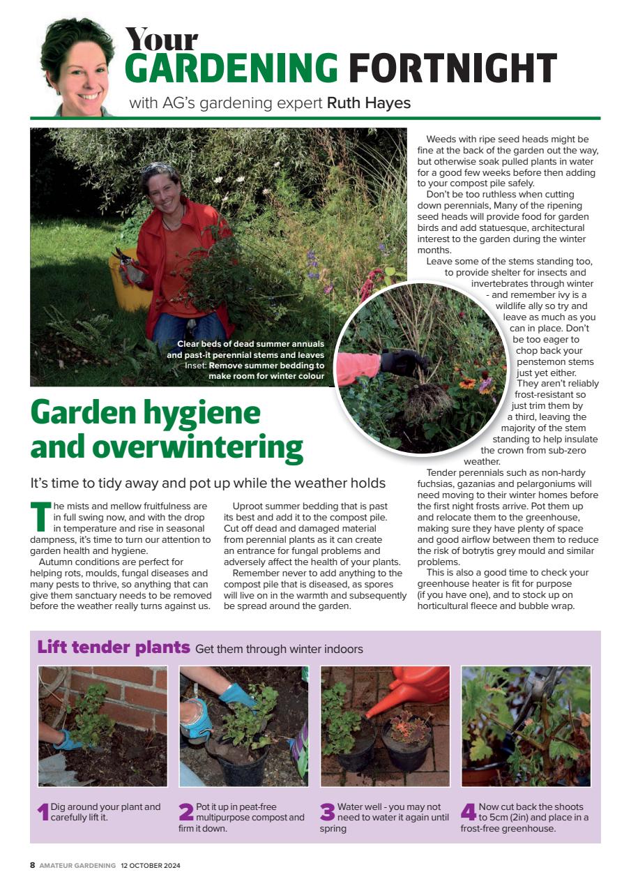 Amateur Gardening Preview Pages