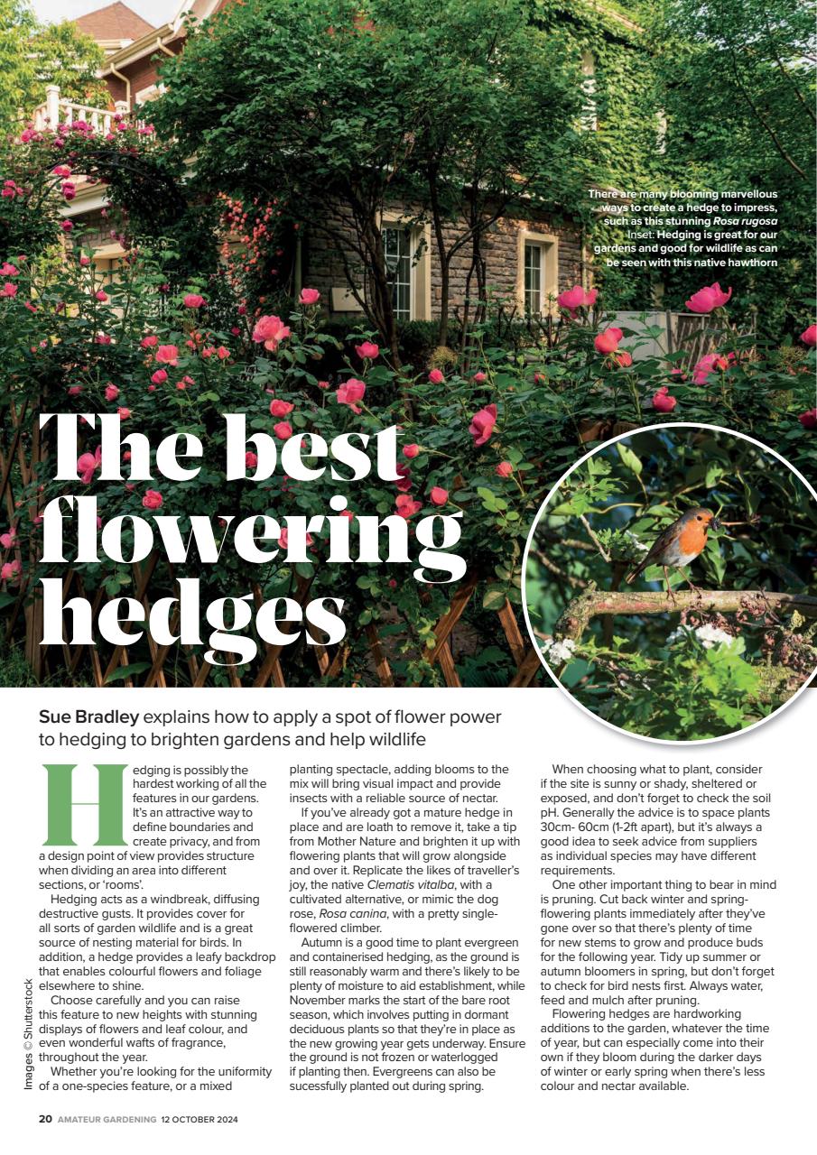 Amateur Gardening Preview Pages