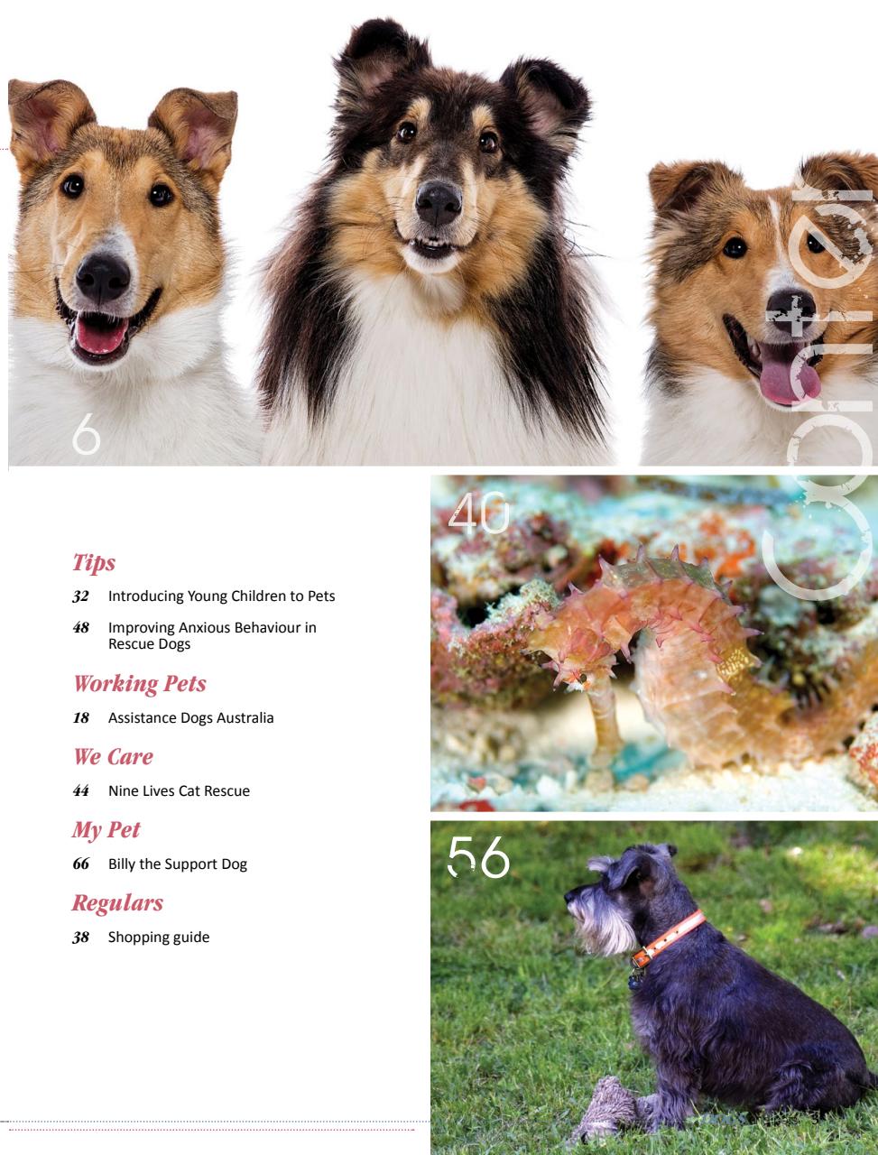 Dogs and Pets Preview Pages