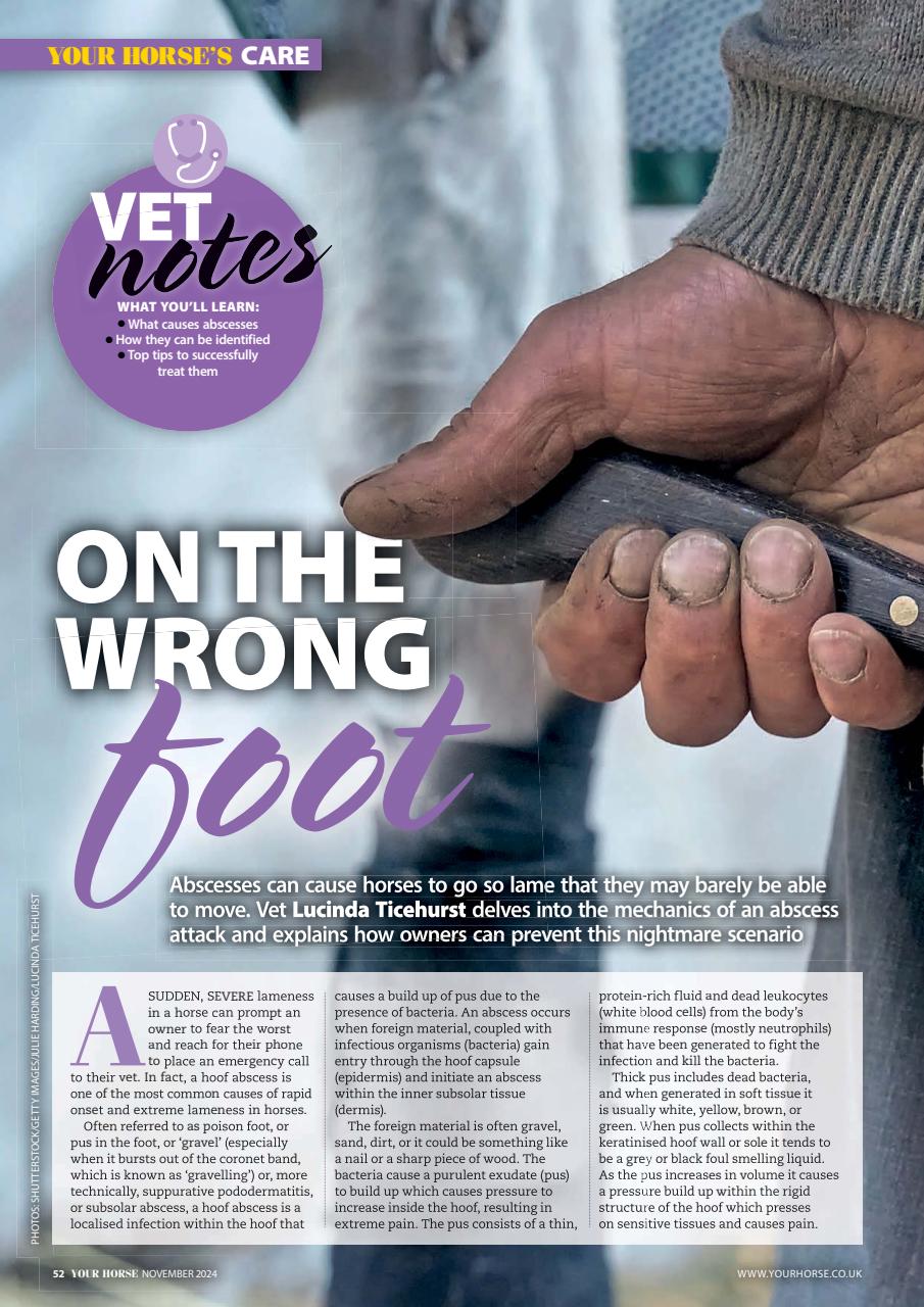 Your Horse Preview Pages