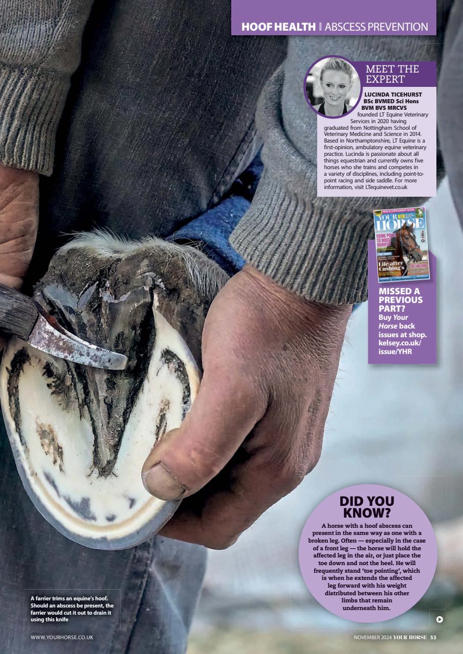 Your Horse Preview Pages