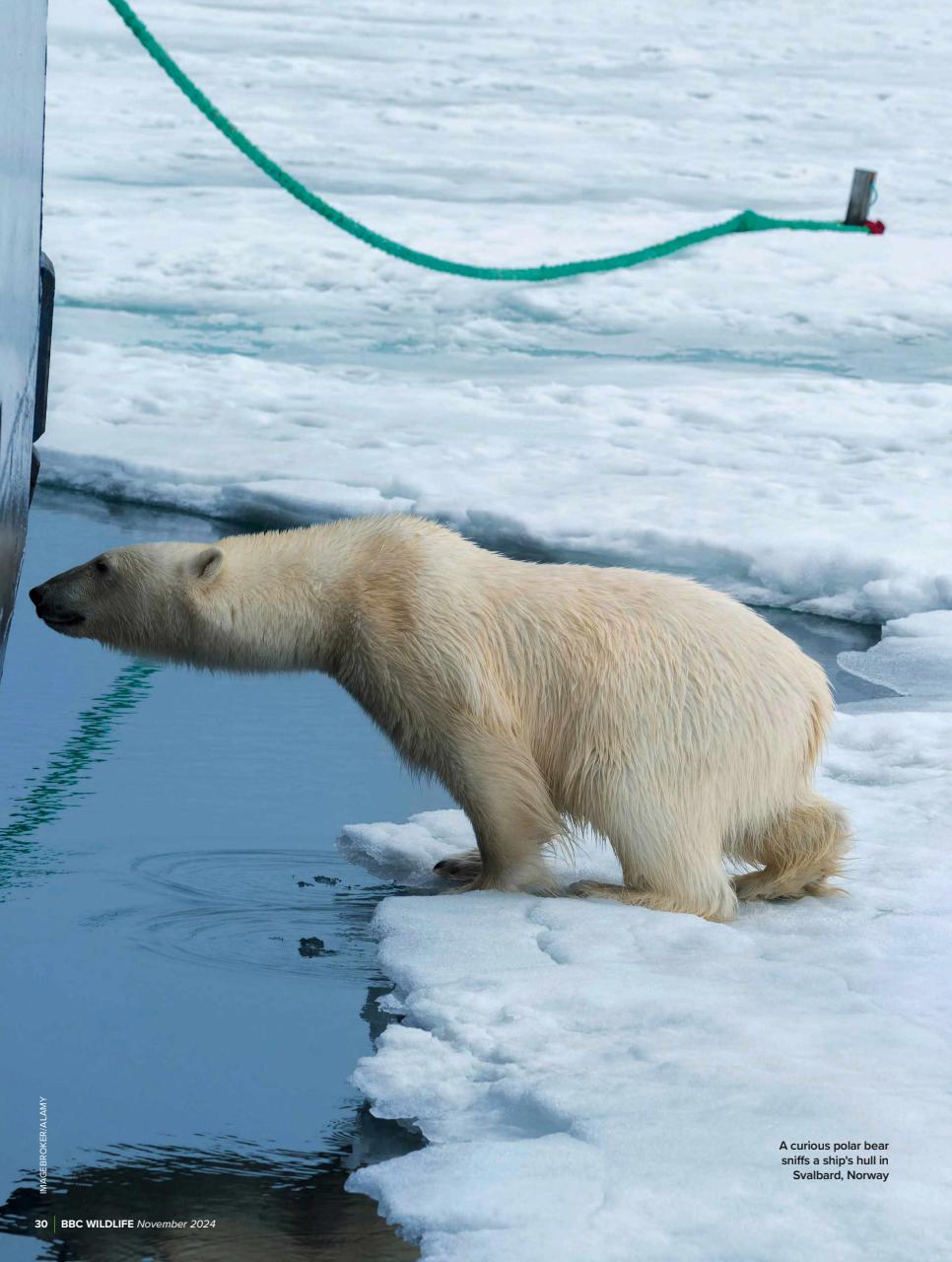 BBC Wildlife Magazine Preview Pages