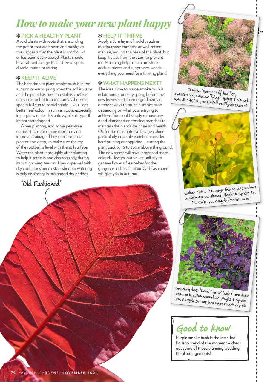 Modern Gardens Preview Pages